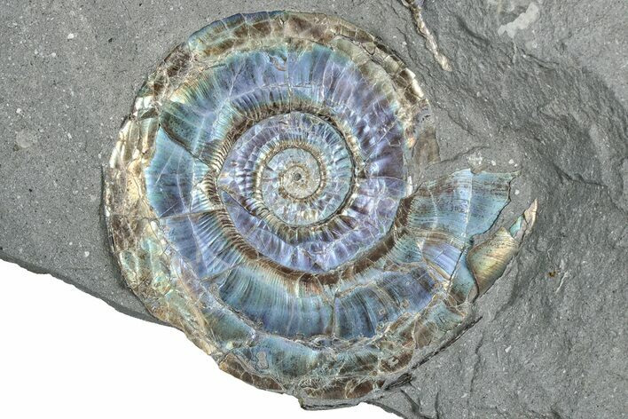 Iridescent Ammonite (Psiloceras) Fossil - England #350958